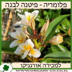 פלומריה ריחנית לבן צהוב 25 ליטר