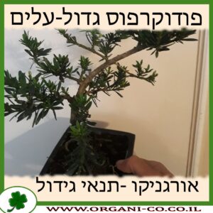 פודוקרפוס גדול-עלים