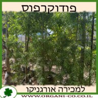 פודוקרפוס גדול עלים למכירה - מחיר