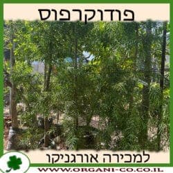 פודוקרפוס גדול עלים 60 ליטר