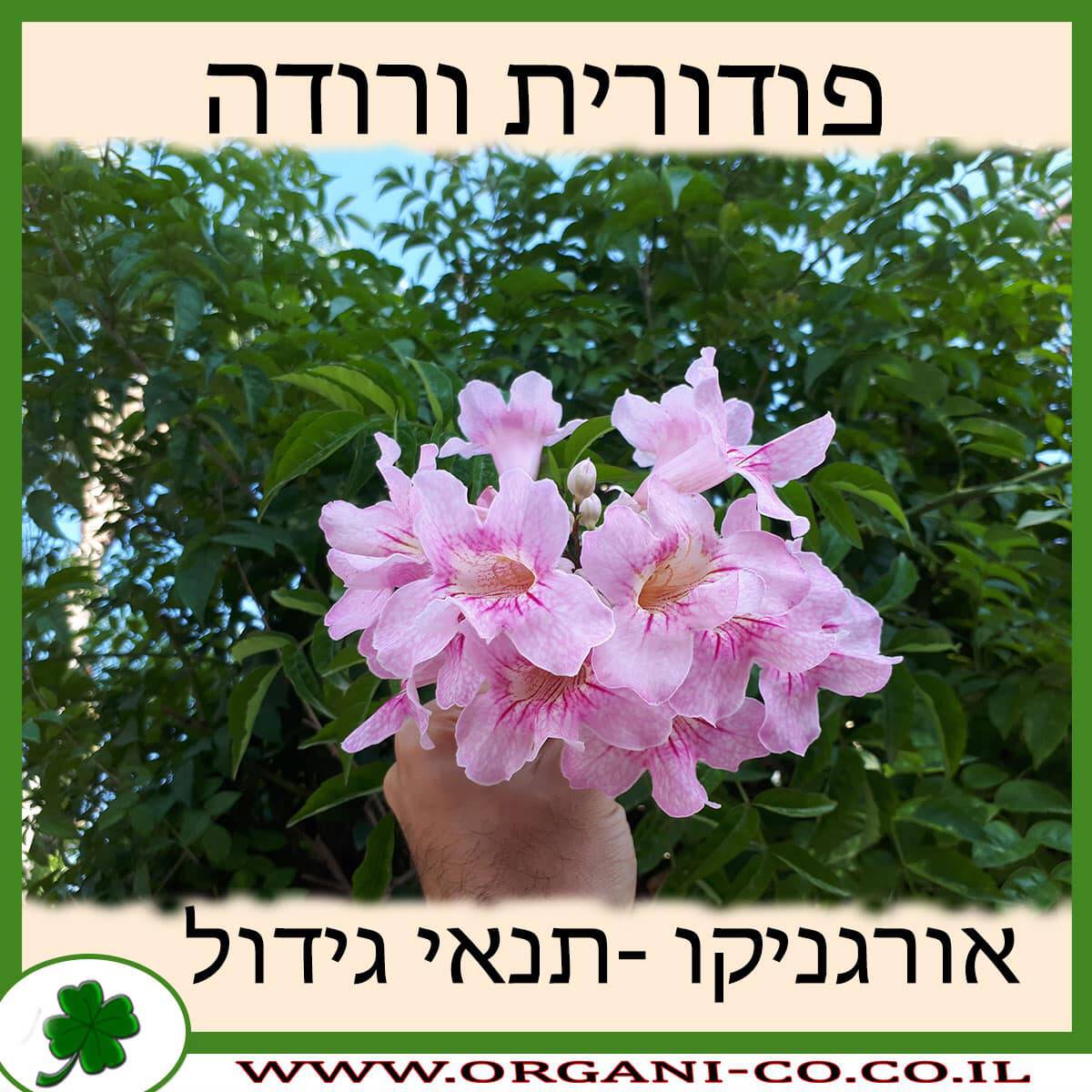 פודורית ורודה