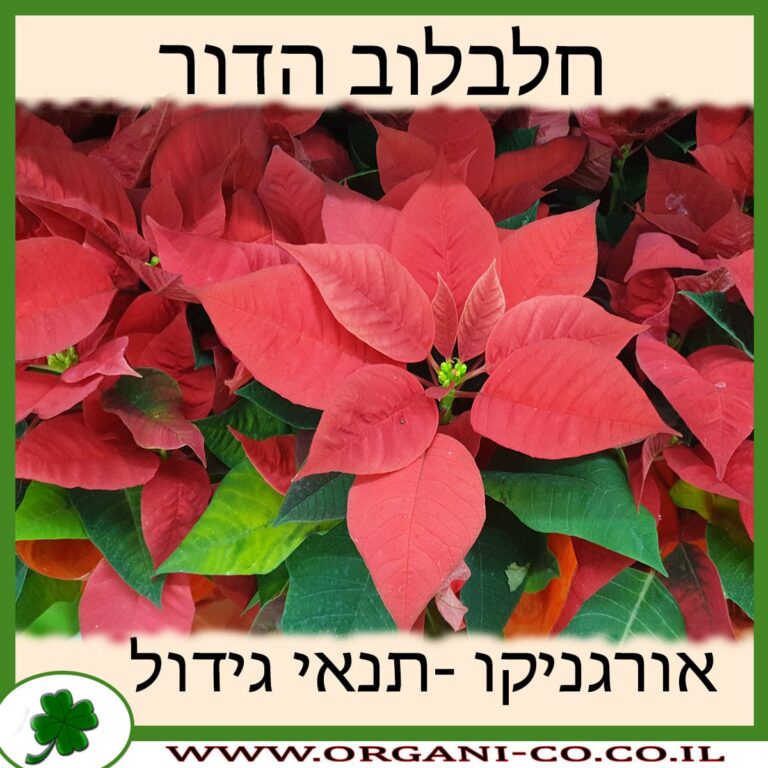 חלבלוב הדור חלבלוב הדור