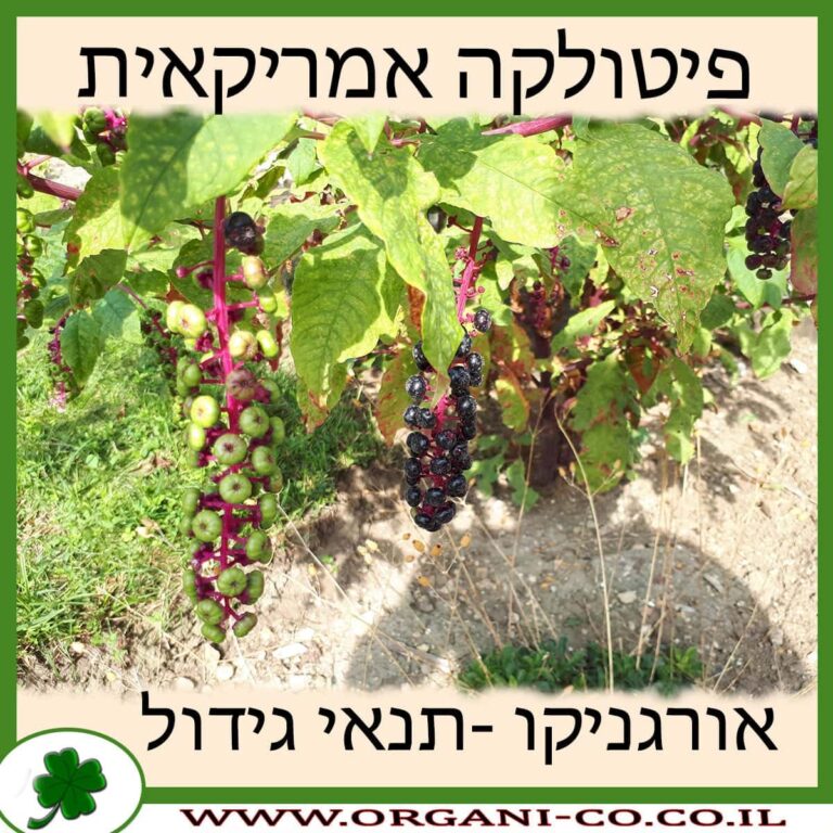 פיטולקה אמריקאית פיטולקה אמריקאית