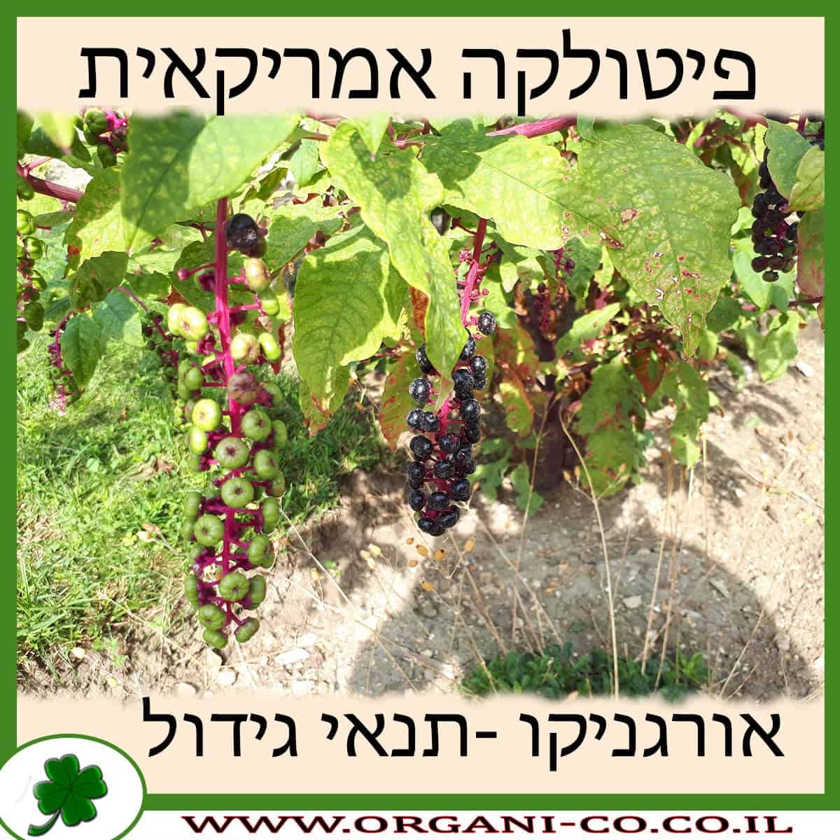 פיטולקה אמריקאית