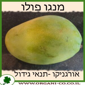 מנגו פולו