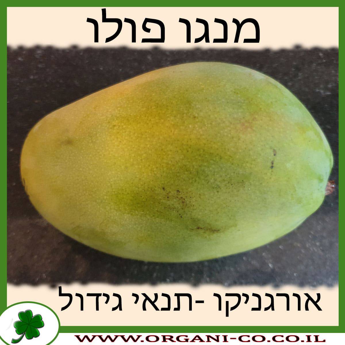 מנגו פולו