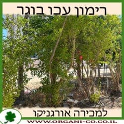 רימון עכו בוגר 4 צול
