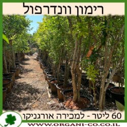 רימון וונדרפול 60 ליטר