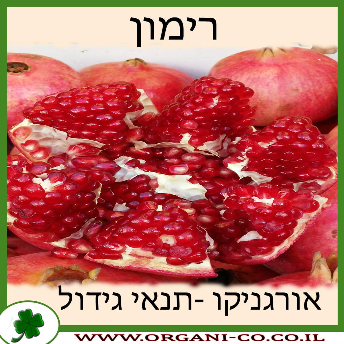 רימון גידול צמח