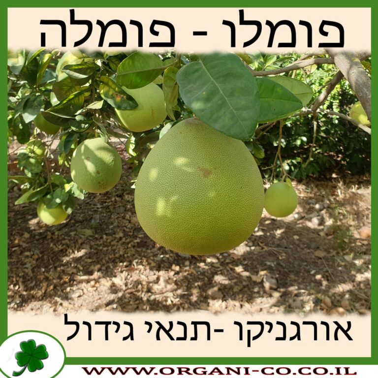 פומלה פומלו גידול צמח
