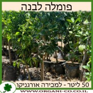 פומלה לבנה 50 ליטר למכירה - מחיר