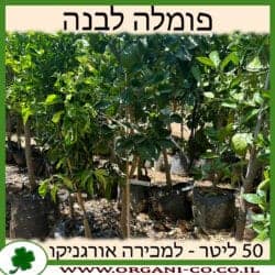פומלה לבנה 50 ליטר
