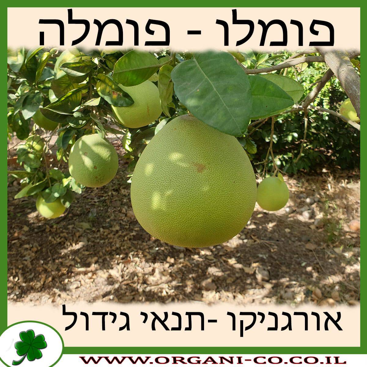 פומלו גידול צמח