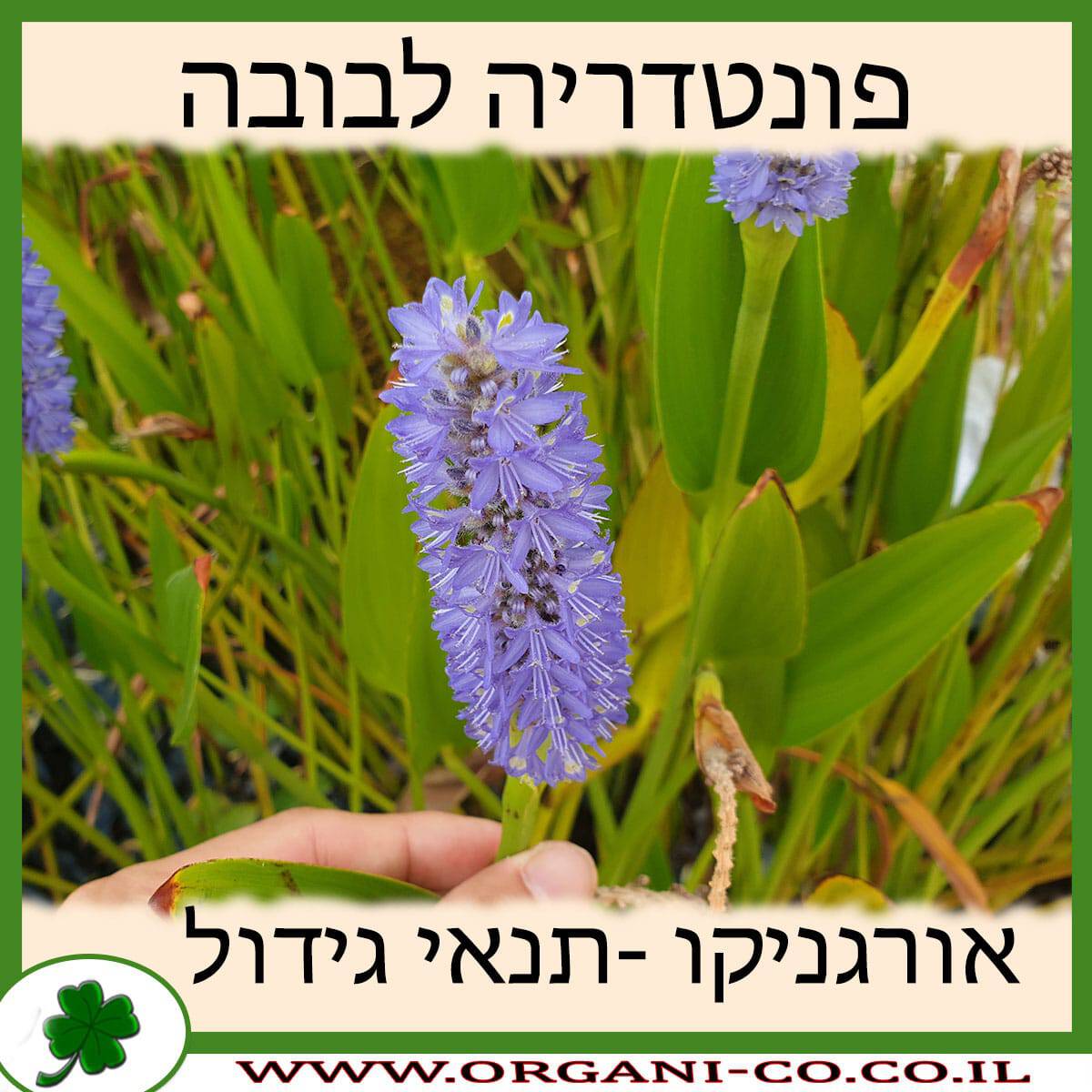 פונטדריה לבובה