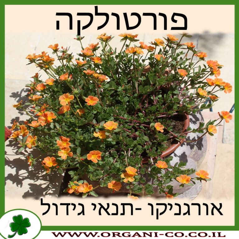 פורטולקה רב שנתית פורטולקה גידול צמח