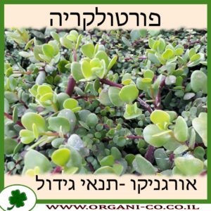 פורטולקריה