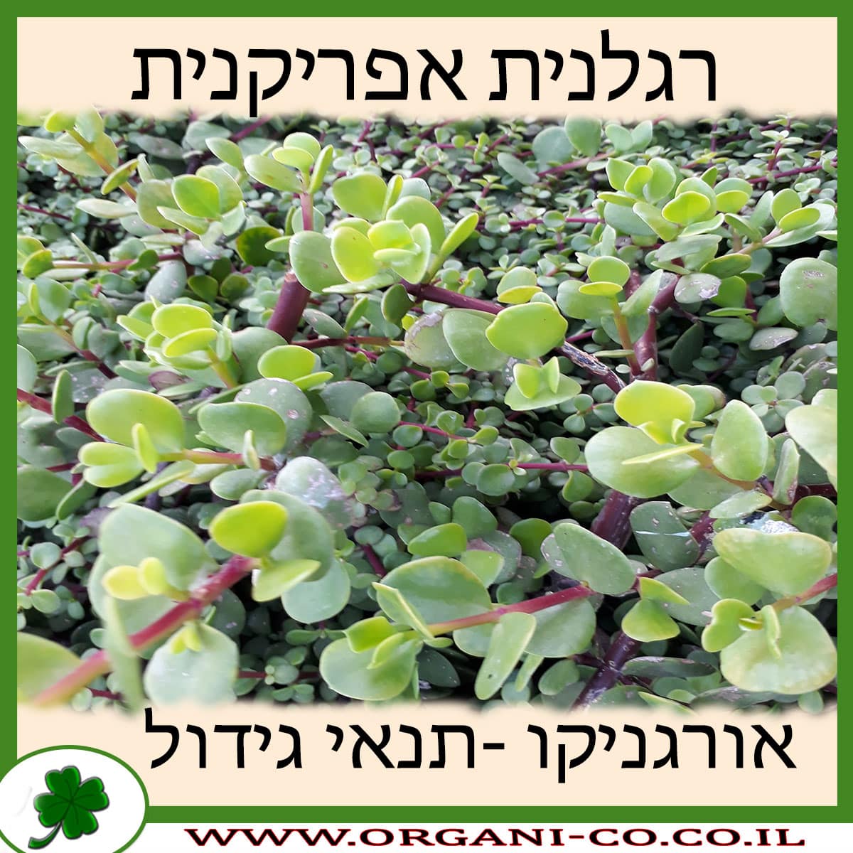 רגלנית אפריקנית