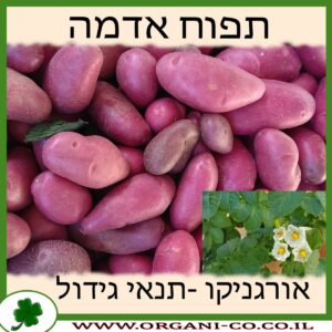 תפוח אדמה גידול צמח