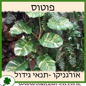 פוטוס תנאי גידול