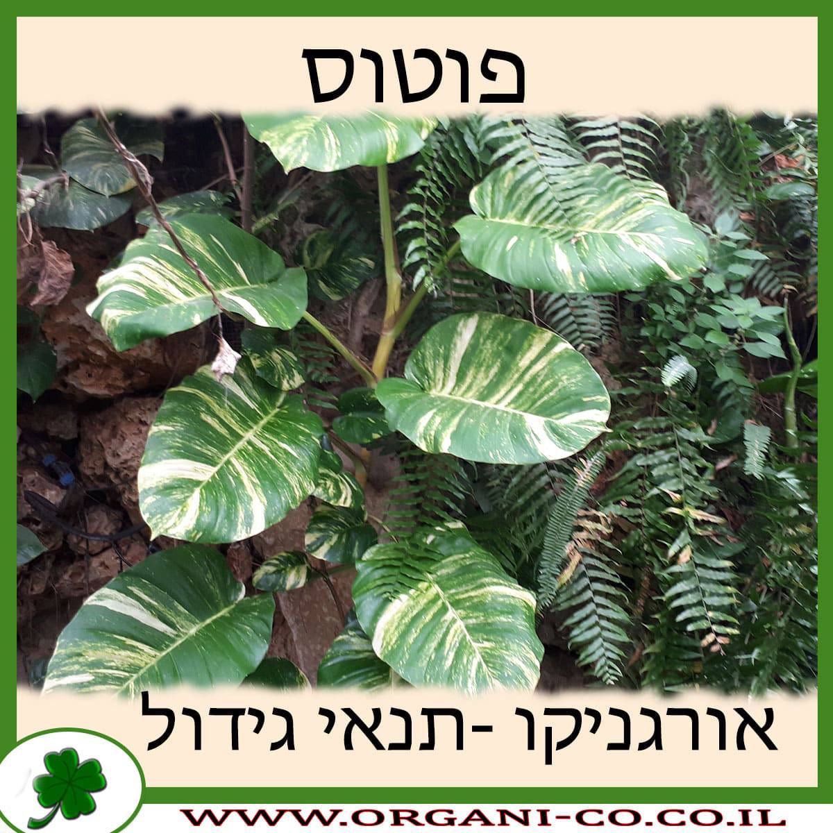 פוטוס תנאי גידול