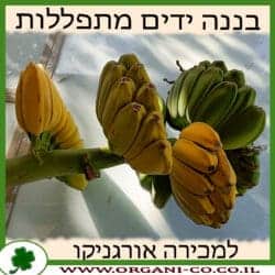 בננה ידיים מתפללות