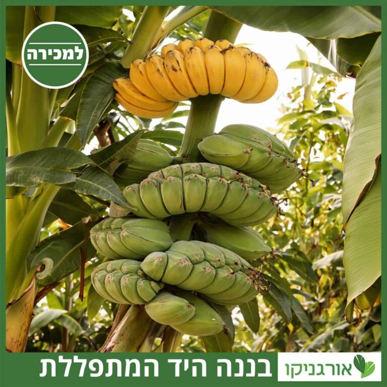 בננה ידיים מתפללות בננה ידיים מתפללות למכירה - שתילים מחיר