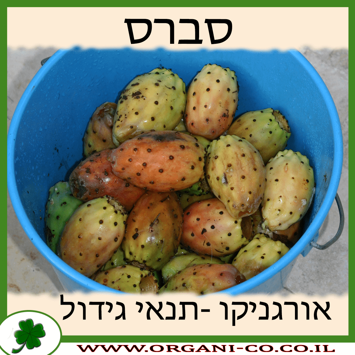 סברס גידול צמח