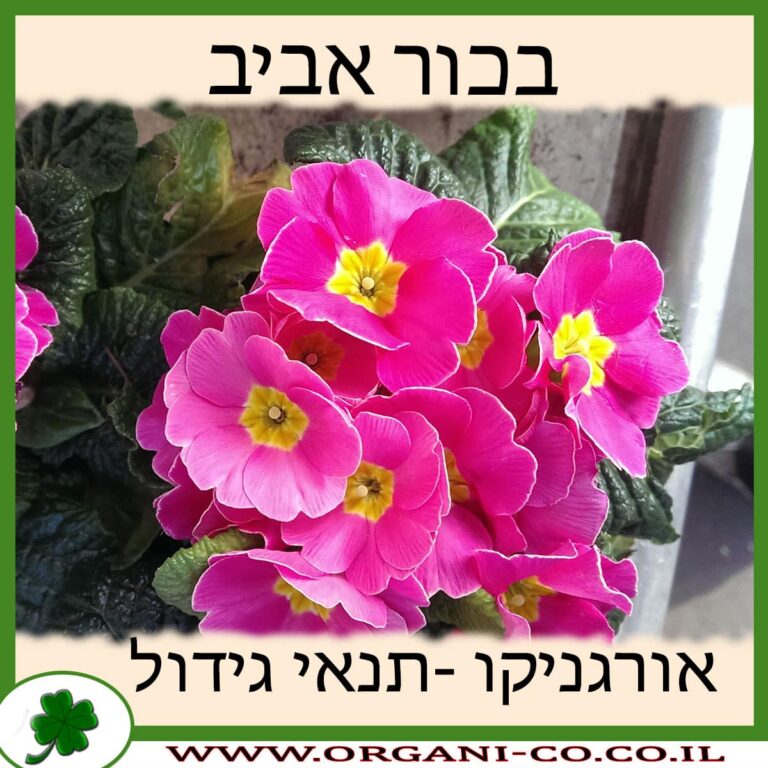 בכור אביב בכור אביב
