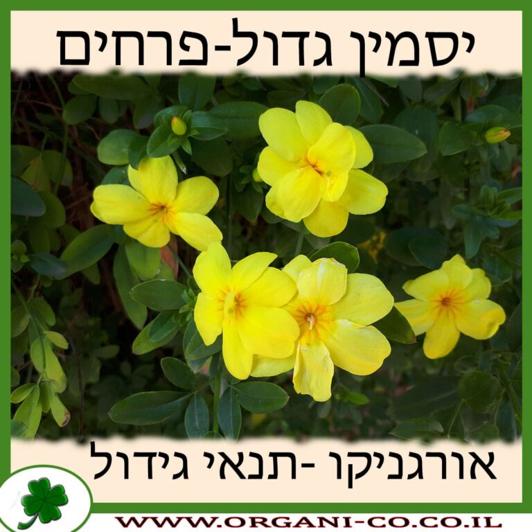 יסמין גדול-פרחים יסמין גדול-פרחים