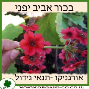 בכור אביב יפני