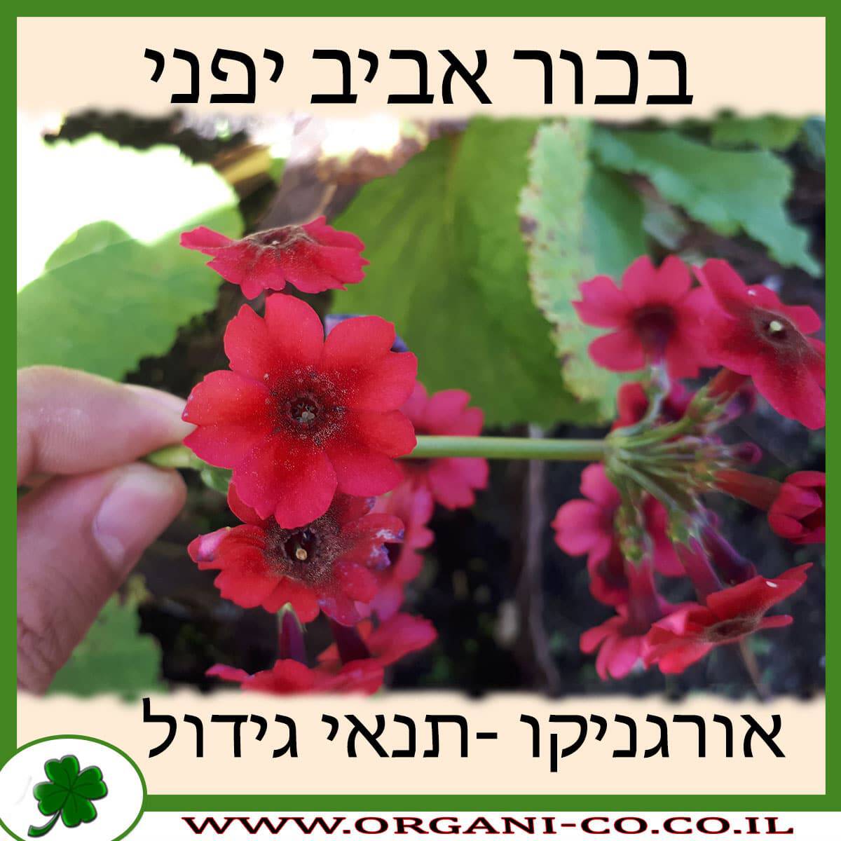 בכור אביב יפני