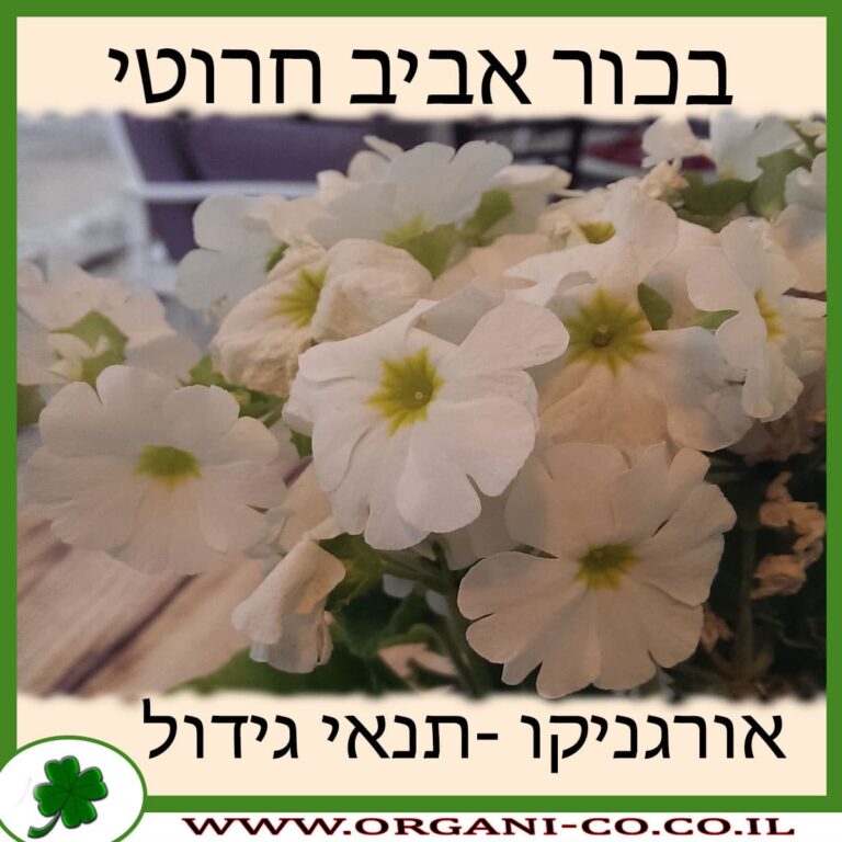 בכור אביב חרוטי בכור אביב חרוטי