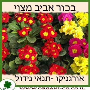 בכור אביב מצוי