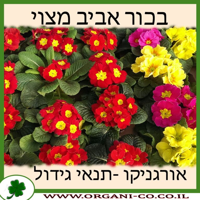 בכור אביב מצוי בכור אביב מצוי