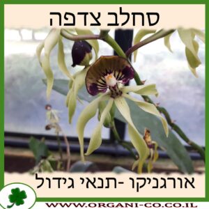 סחלב צדפה
