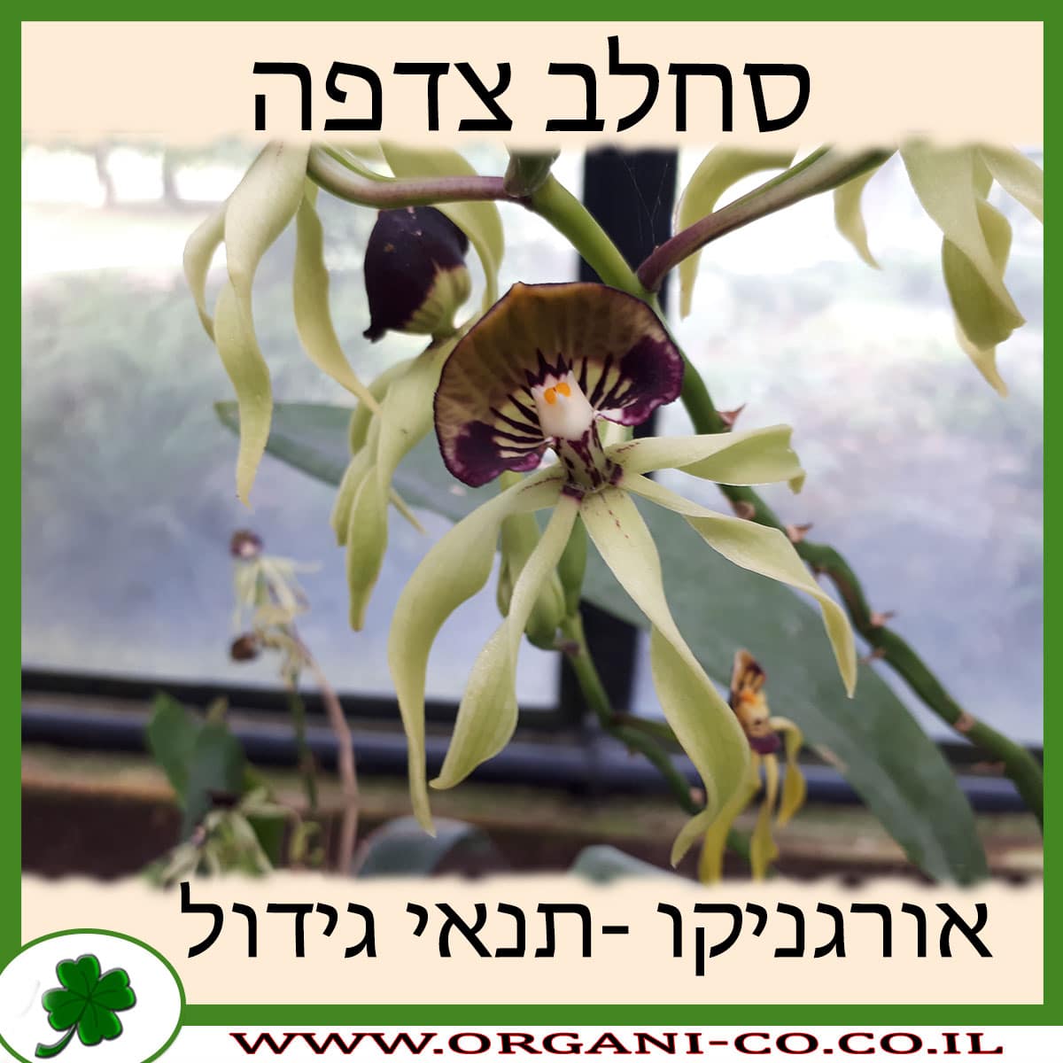 סחלב צדפה