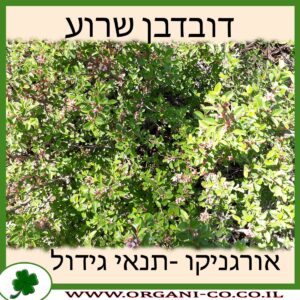 דובדבן שרוע