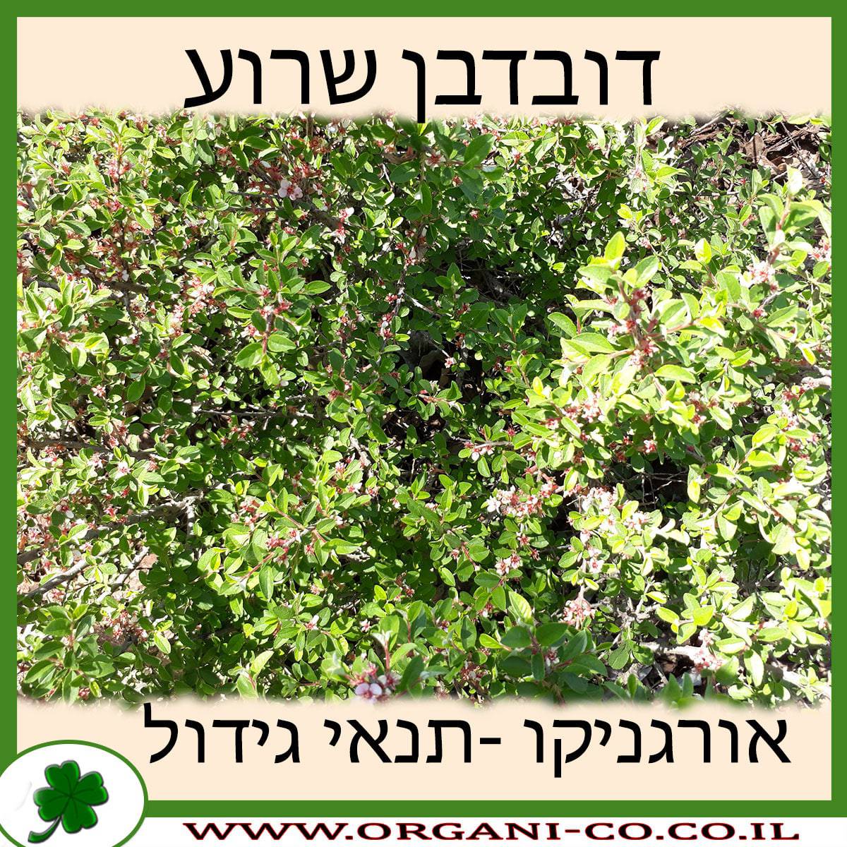 דובדבן שרוע