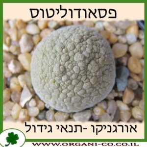 פסאודוליטוס