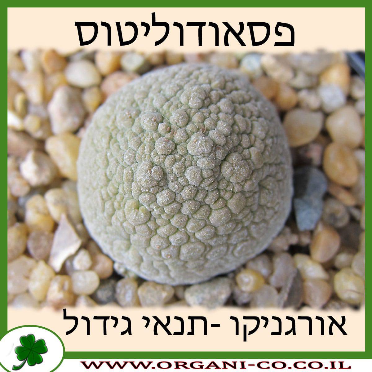 פסאודוליטוס