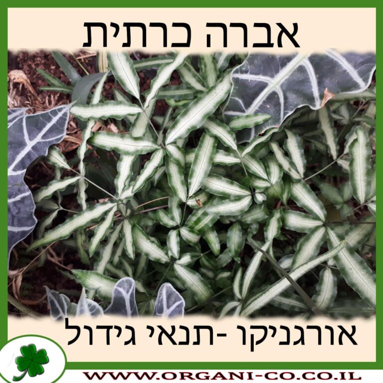 אברה כרתית אברה כרתית