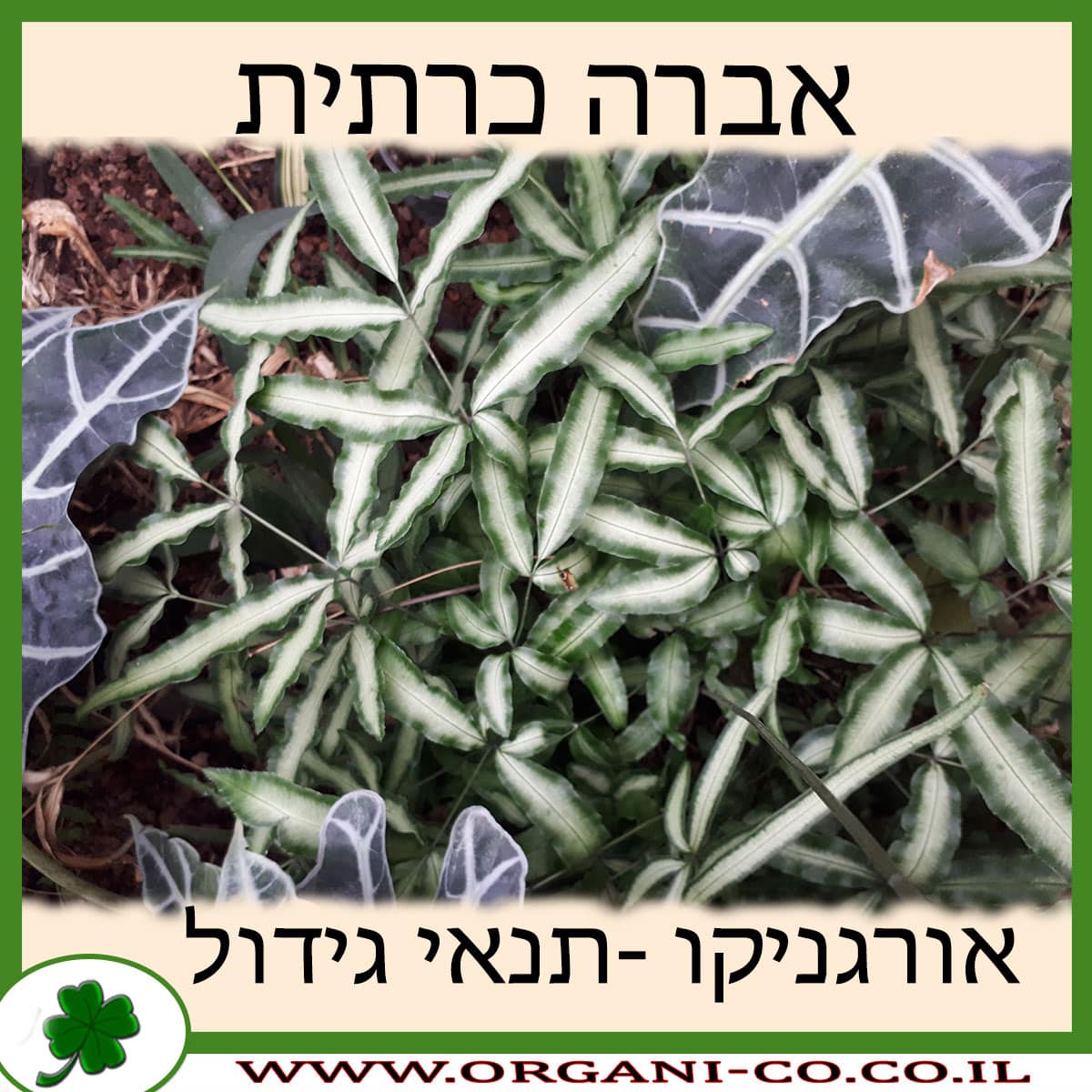 אברה כרתית