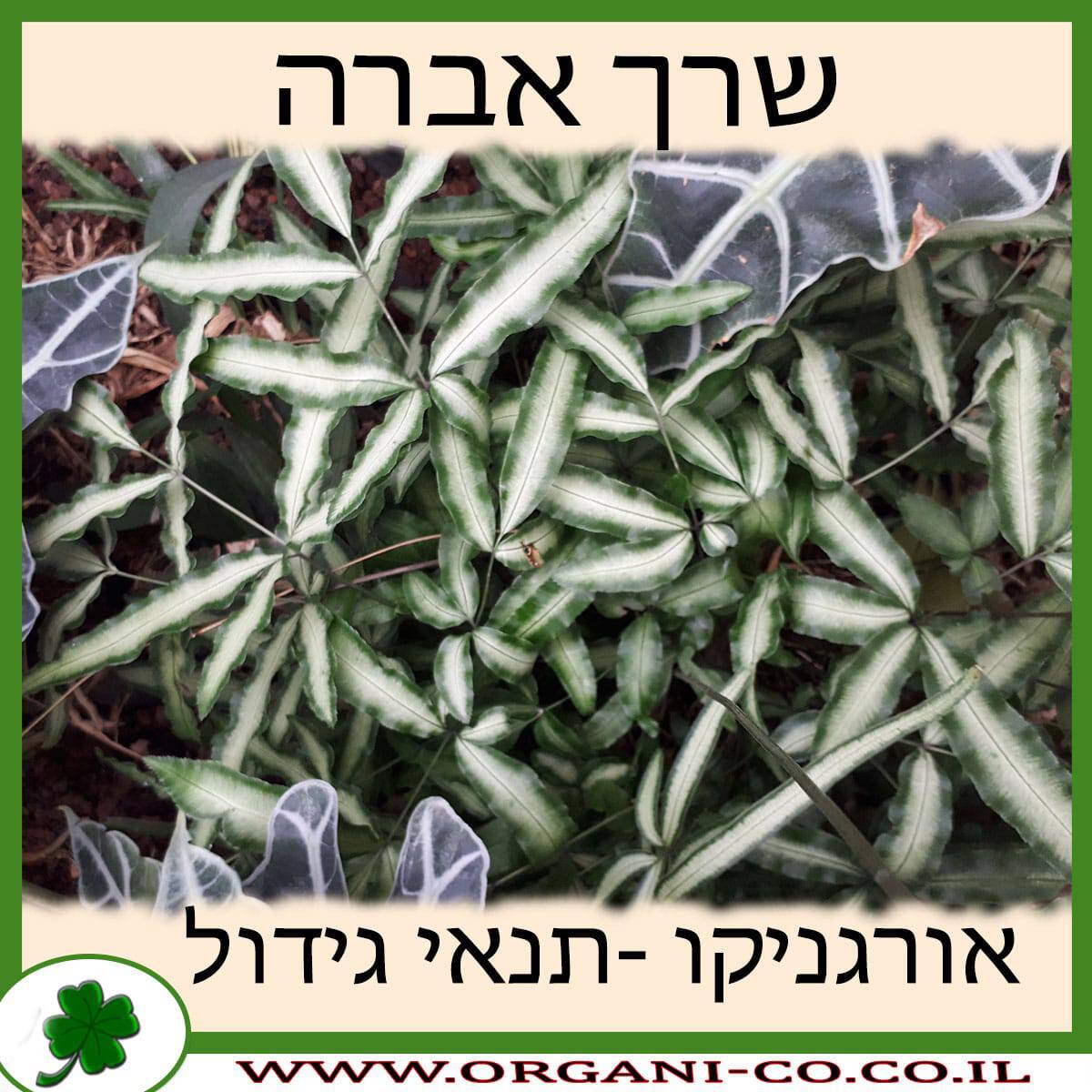 שרך אברה גידול צמח