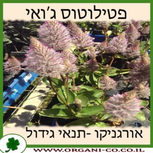 פטילוטוס ג’ואי