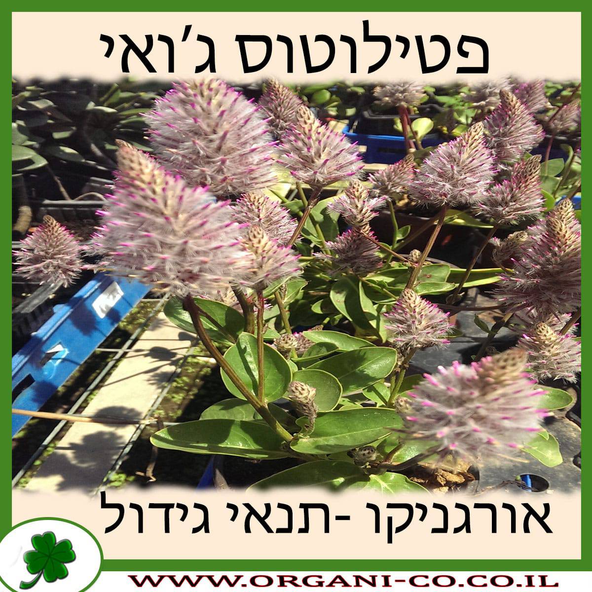 פטילוטוס ג’ואי