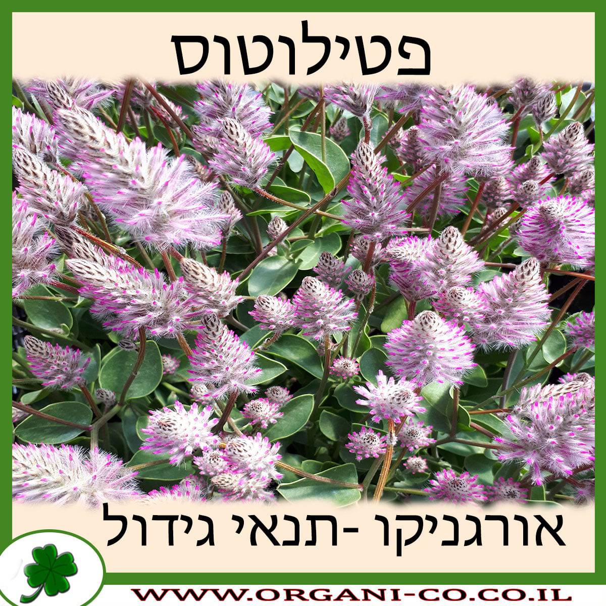 פטילוטוס