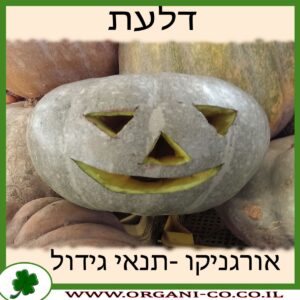 דלעת גידול צמח