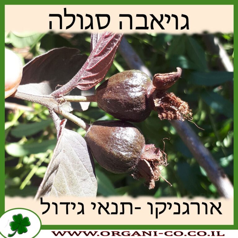 גויאבה סגולה גויאבה סגולה