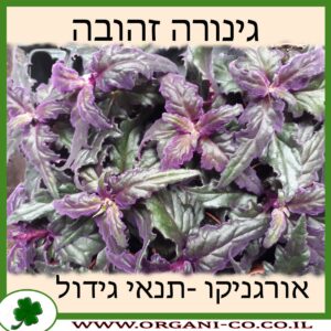 גינורה זהובה