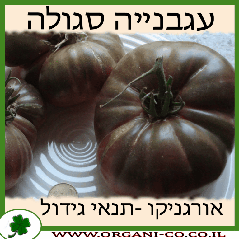 עגבנייה סגולה עגבנייה סגולה גידול צמח